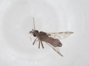  ( - CBG-A53837-B08)  @11 [ ] CreativeCommons - Attribution Share - Alike (2024) Centre for Biodiversity Genomics Centre for Biodiversity Genomics