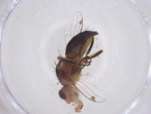  (Omomyia - CBG-A54102-E10)  @11 [ ] CreativeCommons - Attribution Share - Alike (2024) Centre for Biodiversity Genomics Centre for Biodiversity Genomics