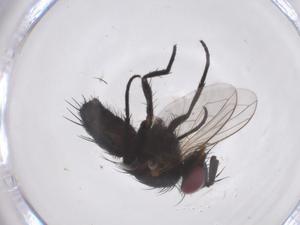  ( - CBG-A54109-G08)  @11 [ ] CreativeCommons - Attribution Share - Alike (2024) Centre for Biodiversity Genomics Centre for Biodiversity Genomics