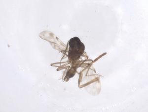  ( - CBG-A54132-C10)  @11 [ ] CreativeCommons - Attribution Share - Alike (2024) Centre for Biodiversity Genomics Centre for Biodiversity Genomics