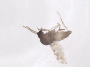  ( - CBG-A54136-B05)  @11 [ ] CreativeCommons - Attribution Share - Alike (2024) Centre for Biodiversity Genomics Centre for Biodiversity Genomics