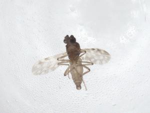  ( - CBG-A54148-E12)  @11 [ ] CreativeCommons - Attribution Share - Alike (2024) Centre for Biodiversity Genomics Centre for Biodiversity Genomics