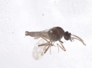  ( - CBG-A54156-D12)  @11 [ ] CreativeCommons - Attribution Share - Alike (2024) Centre for Biodiversity Genomics Centre for Biodiversity Genomics