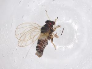  ( - CBG-A54170-F06)  @11 [ ] CreativeCommons - Attribution Share - Alike (2024) Centre for Biodiversity Genomics Centre for Biodiversity Genomics