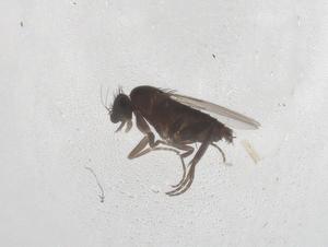  ( - CBG-A54174-B11)  @11 [ ] CreativeCommons - Attribution Share - Alike (2024) Centre for Biodiversity Genomics Centre for Biodiversity Genomics