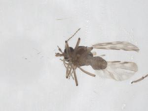  ( - CBG-A54177-B07)  @11 [ ] CreativeCommons - Attribution Share - Alike (2024) Centre for Biodiversity Genomics Centre for Biodiversity Genomics