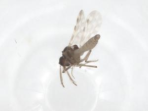  ( - CBG-A54177-G01)  @11 [ ] CreativeCommons - Attribution Share - Alike (2024) Centre for Biodiversity Genomics Centre for Biodiversity Genomics