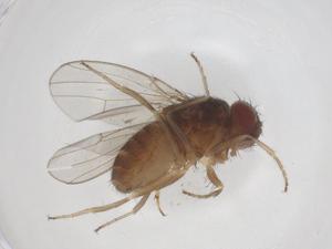  ( - CBG-A54185-D11)  @11 [ ] CreativeCommons - Attribution Share - Alike (2024) Centre for Biodiversity Genomics Centre for Biodiversity Genomics