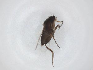  ( - CBG-A54231-F10)  @11 [ ] CreativeCommons - Attribution Share - Alike (2024) Centre for Biodiversity Genomics Centre for Biodiversity Genomics