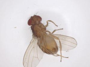  ( - CBG-A54232-B05)  @11 [ ] CreativeCommons - Attribution Share - Alike (2024) Centre for Biodiversity Genomics Centre for Biodiversity Genomics