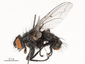  ( - CBG-A54457-H02)  @11 [ ] CreativeCommons - Attribution Share - Alike (2024) CBG Photography Group Centre for Biodiversity Genomics