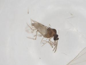  ( - CBG-A54671-E06)  @11 [ ] CreativeCommons - Attribution Share - Alike (2024) Centre for Biodiversity Genomics Centre for Biodiversity Genomics