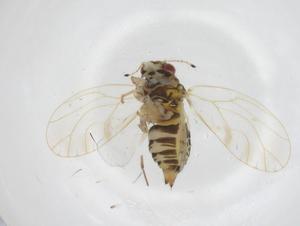  ( - CBG-A54881-E07)  @11 [ ] CreativeCommons - Attribution Share - Alike (2024) Centre for Biodiversity Genomics Centre for Biodiversity Genomics