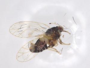  ( - CBG-A54882-D05)  @11 [ ] CreativeCommons - Attribution Share - Alike (2024) Centre for Biodiversity Genomics Centre for Biodiversity Genomics