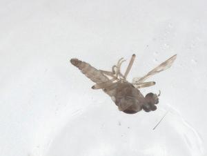  ( - CBG-A55215-D02)  @11 [ ] CreativeCommons - Attribution Share - Alike (2024) Centre for Biodiversity Genomics Centre for Biodiversity Genomics