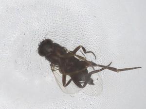  ( - CBG-A55217-C09)  @11 [ ] CreativeCommons - Attribution Share - Alike (2024) Centre for Biodiversity Genomics Centre for Biodiversity Genomics