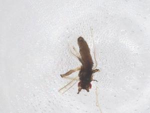  ( - CBG-A66018-G04)  @11 [ ] CreativeCommons - Attribution Share - Alike (2025) Centre for Biodiversity Genomics Centre for Biodiversity Genomics