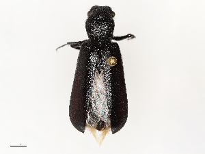  ( - CBG-A67083-A03)  @11 [ ] CreativeCommons - Attribution Share - Alike (2025) CBG Photography Group Centre for Biodiversity Genomics