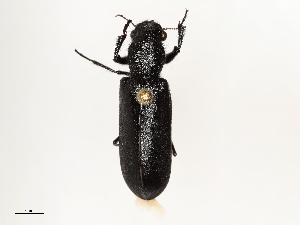  ( - CBG-A67083-A09)  @11 [ ] CreativeCommons - Attribution Share - Alike (2025) CBG Photography Group Centre for Biodiversity Genomics