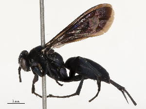  ( - CBG-A67084-A04)  @11 [ ] CreativeCommons - Attribution Share - Alike (2025) CBG Photography Group Centre for Biodiversity Genomics