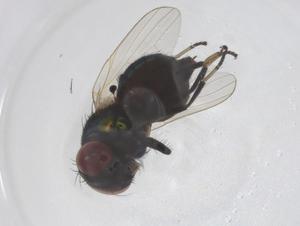  ( - CBG-B21178-C11)  @11 [ ] CreativeCommons - Attribution Share - Alike (2025) Centre for Biodiversity Genomics Centre for Biodiversity Genomics