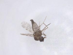  ( - CBG-B21185-C09)  @11 [ ] CreativeCommons - Attribution Share - Alike (2025) Centre for Biodiversity Genomics Centre for Biodiversity Genomics