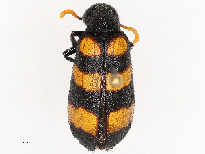  (Hycleus terminatus - CBG-B21612-H01)  @11 [ ] CreativeCommons - Attribution Share - Alike (2025) CBG Photography Group Centre for Biodiversity Genomics