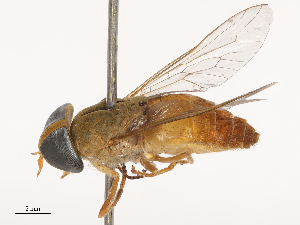  (Tabanus par - CBG-B21626-F05)  @11 [ ] CreativeCommons - Attribution Share - Alike (2025) CBG Photography Group Centre for Biodiversity Genomics