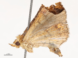  ( - CBG-B21632-C01)  @11 [ ] CreativeCommons - Attribution Share - Alike (2025) CBG Photography Group Centre for Biodiversity Genomics