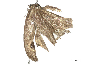  ( - CBG-B21632-C12)  @11 [ ] CreativeCommons - Attribution Share - Alike (2025) CBG Photography Group Centre for Biodiversity Genomics