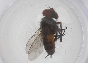  ( - CBG-B21686-A08)  @11 [ ] CreativeCommons - Attribution Share - Alike (2025) Centre for Biodiversity Genomics Centre for Biodiversity Genomics