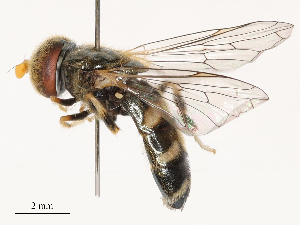  ( - CBG-B21726-B08)  @11 [ ] CreativeCommons - Attribution Share - Alike (2025) CBG Photography Group Centre for Biodiversity Genomics