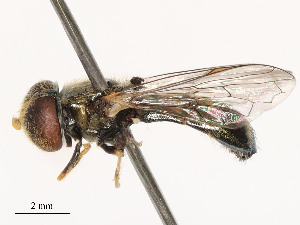  ( - CBG-B21726-B11)  @11 [ ] CreativeCommons - Attribution Share - Alike (2025) CBG Photography Group Centre for Biodiversity Genomics