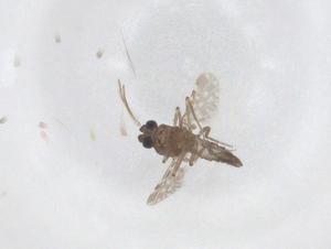  ( - CBG-B21760-E10)  @11 [ ] CreativeCommons - Attribution Share - Alike (2025) Centre for Biodiversity Genomics Centre for Biodiversity Genomics