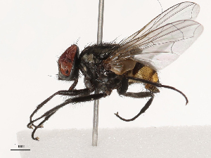  ( - CBG-B21795-B05)  @11 [ ] CreativeCommons - Attribution Share - Alike (2025) CBG Photography Group Centre for Biodiversity Genomics