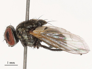  ( - CBG-B21795-B11)  @11 [ ] CreativeCommons - Attribution Share - Alike (2025) CBG Photography Group Centre for Biodiversity Genomics