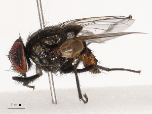  ( - CBG-B21795-G01)  @11 [ ] CreativeCommons - Attribution Share - Alike (2025) CBG Photography Group Centre for Biodiversity Genomics