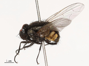  ( - CBG-B21795-G02)  @11 [ ] CreativeCommons - Attribution Share - Alike (2025) CBG Photography Group Centre for Biodiversity Genomics