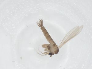  (Sergentomyia ingrami - CBG-B22692-E08)  @11 [ ] CreativeCommons - Attribution Share - Alike (2025) Centre for Biodiversity Genomics Centre for Biodiversity Genomics