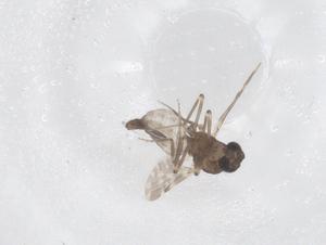  ( - CBG-B21752-E08)  @11 [ ] CreativeCommons - Attribution Share - Alike (2025) Centre for Biodiversity Genomics Centre for Biodiversity Genomics