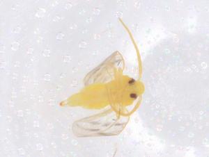  ( - CBG-B21772-G07)  @11 [ ] CreativeCommons - Attribution Share - Alike (2025) Centre for Biodiversity Genomics Centre for Biodiversity Genomics