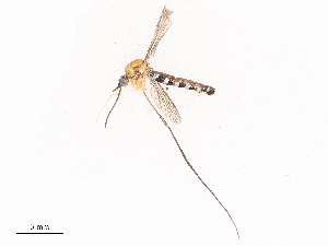  ( - CBG-B14787-H11)  @11 [ ] CreativeCommons - Attribution Share - Alike (2025) CBG Photography Group Centre for Biodiversity Genomics