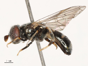  ( - CBG-B21798-E09)  @11 [ ] CreativeCommons - Attribution Share - Alike (2025) CBG Photography Group Centre for Biodiversity Genomics