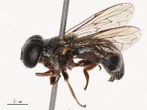  ( - CBG-B21802-E02)  @11 [ ] CreativeCommons - Attribution Share - Alike (2025) CBG Photography Group Centre for Biodiversity Genomics