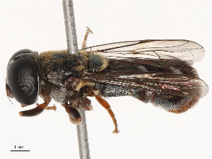  ( - CBG-B21802-E06)  @11 [ ] CreativeCommons - Attribution Share - Alike (2025) CBG Photography Group Centre for Biodiversity Genomics