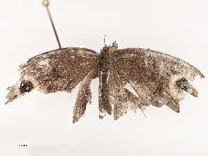  ( - CBG-B21802-F04)  @11 [ ] CreativeCommons - Attribution Share - Alike (2025) CBG Photography Group Centre for Biodiversity Genomics