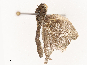  ( - CBG-B21802-F09)  @11 [ ] CreativeCommons - Attribution Share - Alike (2025) CBG Photography Group Centre for Biodiversity Genomics