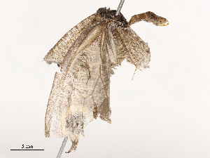  ( - CBG-B21802-F11)  @11 [ ] CreativeCommons - Attribution Share - Alike (2025) CBG Photography Group Centre for Biodiversity Genomics