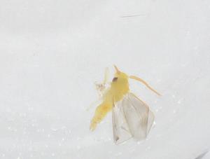  ( - CBG-B22801-B08)  @11 [ ] CreativeCommons - Attribution Share - Alike (2025) Centre for Biodiversity Genomics Centre for Biodiversity Genomics