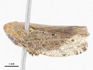  ( - CBG-A06231-B01)  @11 [ ] CreativeCommons - Attribution Share-Alike (2023) CBG Photography Group Centre for Biodiversity Genomics